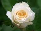 Pauline (Edelrose) Bild der Rose 'Pauline' (Edelrose)
