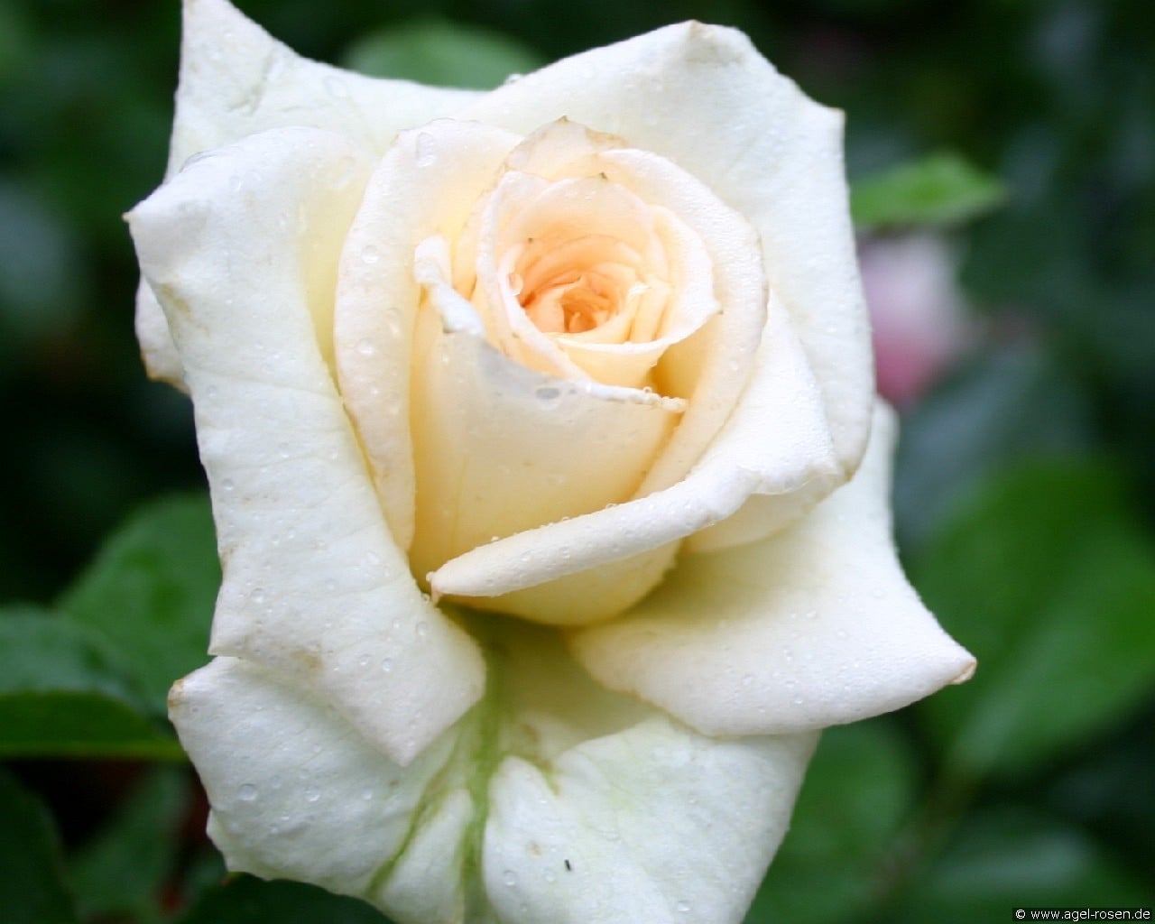 Pauline (Edelrose) Bild der Rose 'Pauline' (Edelrose)