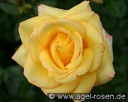 Peer Gynt (Edelrose) Bild der Rose 'Peer Gynt' (Edelrose)