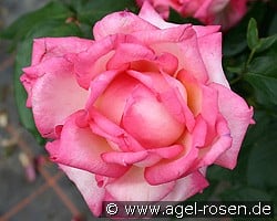 Permoser (Edelrose) Bild der Rose 'Permoser' (Edelrose)