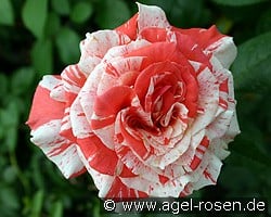 Philatelie (Edelrose) Bild der Rose 'Philatelie' (Edelrose)