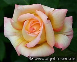 Philippe Noiret (Edelrose) Bild der Rose 'Philippe Noiret' (Edelrose)