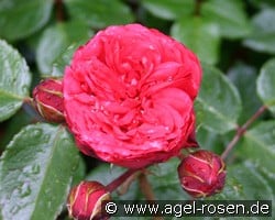 Piano (Edelrose) Bild der Rose 'Piano' (Edelrose)