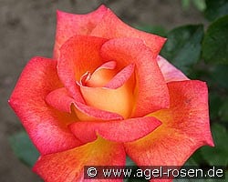 Piccadilly (Edelrose) Bild der Rose 'Piccadilly' (Edelrose)