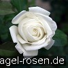 Bild der Rose 'Polarstern' (Edelrose)