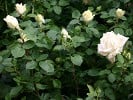 Polarstern (Edelrose) Bild der Rose 'Polarstern' (Edelrose)