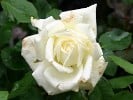 Polarstern (Edelrose) Bild der Rose 'Polarstern' (Edelrose)