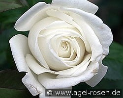 Polarstern (Edelrose) Bild der Rose 'Polarstern' (Edelrose)