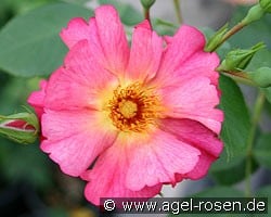 Pretty Sunrise (Edelrose) Bild der Rose 'Pretty Sunrise' (Edelrose)