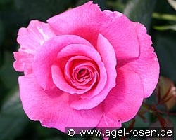 Princess Alexandra (Edelrose) Bild der Rose 'Princess Alexandra' (Edelrose)