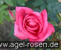 Bild der Rose 'Professor Knöll' (Edelrose)