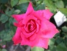 Professor Knöll (Edelrose) Bild der Rose 'Professor Knöll' (Edelrose)