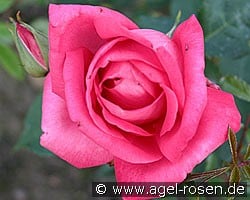 Professor Knöll (Edelrose) Bild der Rose 'Professor Knöll' (Edelrose)