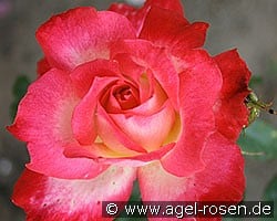 Profil (Edelrose) Bild der Rose 'Profil' (Edelrose)