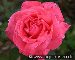 Promenade (Edelrose) Bild der Rose 'Promenade' (Edelrose)