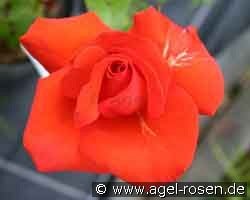 Rakete (Edelrose) Bild der Rose 'Rakete' (Edelrose)