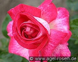 Rose Gaujard (Edelrose) Bild der Rose 'Rose Gaujard' (Edelrose)