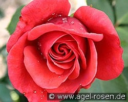 Roter Stern (Edelrose) Bild der Rose 'Roter Stern' (Edelrose)
