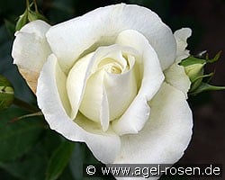 Roy Black (Edelrose) Bild der Rose 'Roy Black' (Edelrose)