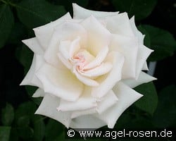Royal Philharmonic (Edelrose) Bild der Rose 'Royal Philharmonic' (Edelrose)