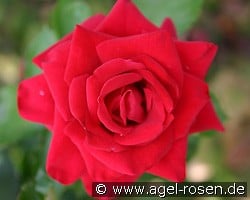 Sacramento (Edelrose) Bild der Rose 'Sacramento' (Edelrose)