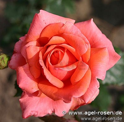 Salut (Edelrose) Bild der Rose 'Salut' (Edelrose)