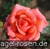 Bild der Rose 'Salut' (Edelrose)