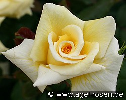 Salzagold (Edelrose) Bild der Rose 'Salzagold' (Edelrose)