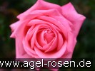 Bild der Rose 'Salzaperle' (Edelrose)