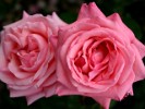 Salzaperle (Edelrose) Bild der Rose 'Salzaperle' (Edelrose)
