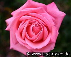 Salzaperle (Edelrose) Bild der Rose 'Salzaperle' (Edelrose)