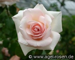 Schloß Ippenburg (Edelrose) Bild der Rose 'Schloß Ippenburg' (Edelrose)