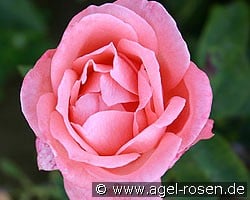 Schöne Berlinerin (Edelrose) Bild der Rose 'Schöne Berlinerin' (Edelrose)