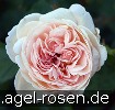 Bild der Rose 'Sebastian Kneipp' (Edelrose)