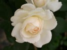 Sebastian Kneipp (Edelrose) Bild der Rose 'Sebastian Kneipp' (Edelrose)