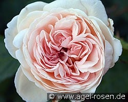 Sebastian Kneipp (Edelrose) Bild der Rose 'Sebastian Kneipp' (Edelrose)