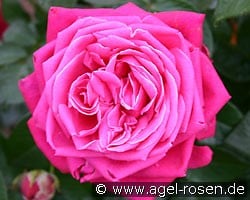 Senteur Royale (Edelrose) Bild der Rose 'Senteur Royale' (Edelrose)
