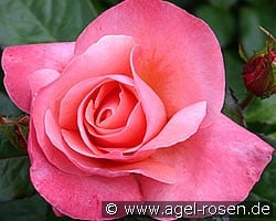 Silver Jubilee (Edelrose) Bild der Rose 'Silver Jubilee' (Edelrose)
