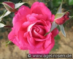 Smara (Edelrose) Bild der Rose 'Smara' (Edelrose)