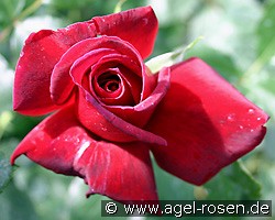 Sommerduft (Edelrose) Bild der Rose 'Sommerduft' (Edelrose)