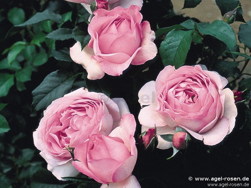Souvenir de Louis Amade (Edelrose) Bild der Rose 'Souvenir de Louis Amade' (Edelrose)