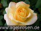 Bild der Rose 'Speelwark' (Edelrose)
