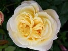 Speelwark (Edelrose) Bild der Rose 'Speelwark' (Edelrose)
