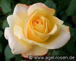 Speelwark (Edelrose) Bild der Rose 'Speelwark' (Edelrose)