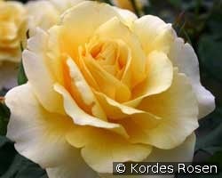 Sunny Sky (Edelrose) Bild der Rose 'Sunny Sky' (Edelrose)