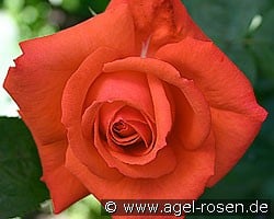 Super Star (Edelrose) Bild der Rose 'Super Star' (Edelrose)