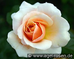 Sweet Revelation (Edelrose) Bild der Rose 'Sweet Revelation' (Edelrose)