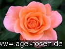 Bild der Rose 'Tea Time' (Edelrose)