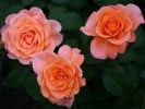 Tea Time (Edelrose) Bild der Rose 'Tea Time' (Edelrose)