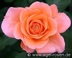 Tea Time (Edelrose) Bild der Rose 'Tea Time' (Edelrose)